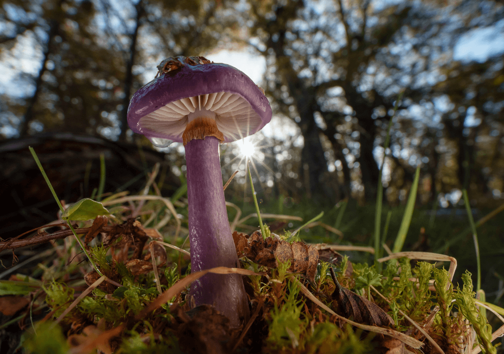 Cortinarius albomagellanicus