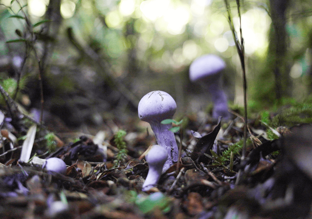 Cortinarius sp.