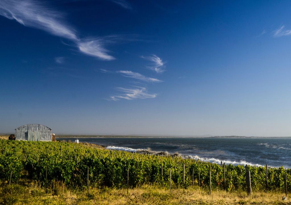 Vinos de Mar, viñedo marino en Chubut