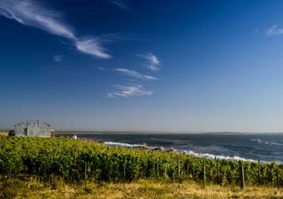 El primer viñedo sobre el mar de América Latina se prepara para abrir sus puertas al turismo