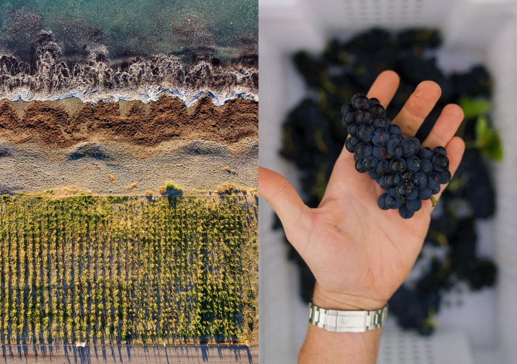 Vinos de Mar, el primer viñedo marino en Argentina