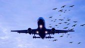 Primera herramienta por satélite para monitorizar la fauna silvestre en aeropuertos