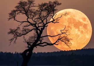 Primera Luna Llena del a&ntilde;o: qu&eacute; es la Luna del Lobo, cu&aacute;ndo verla en Chile y por qu&eacute; ser&aacute; una superluna