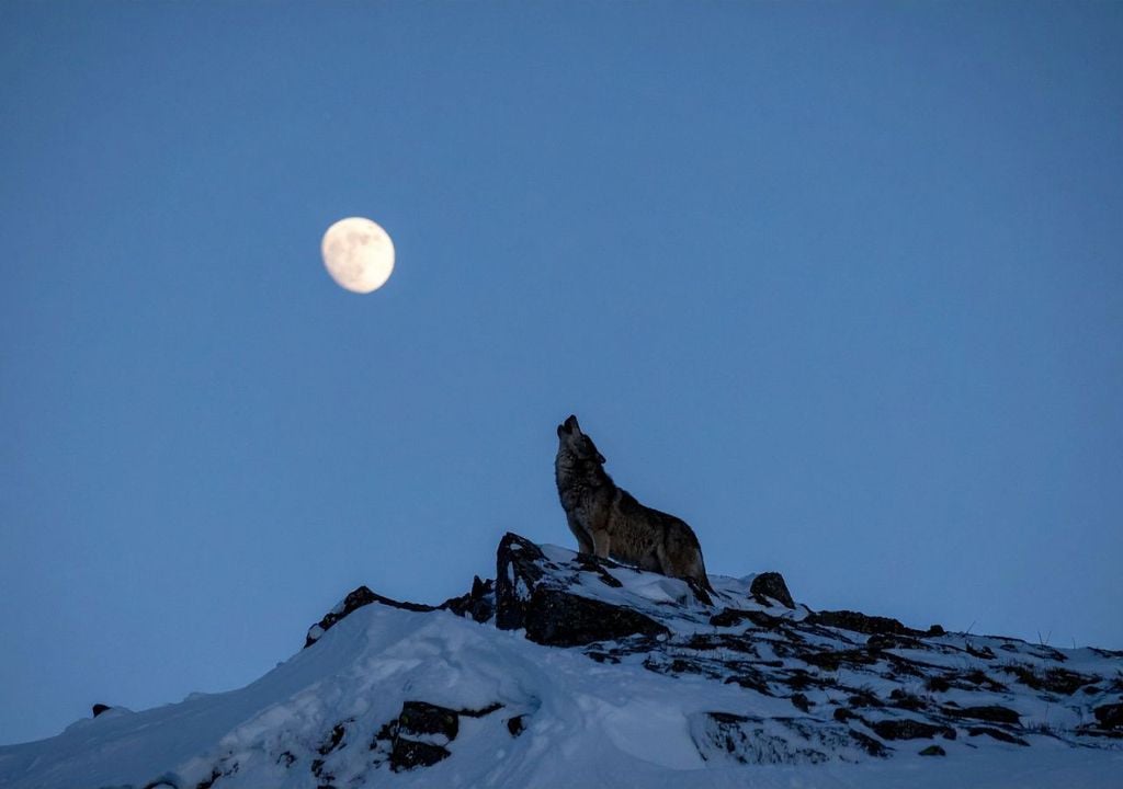 luna del Lobo luna del Lobo