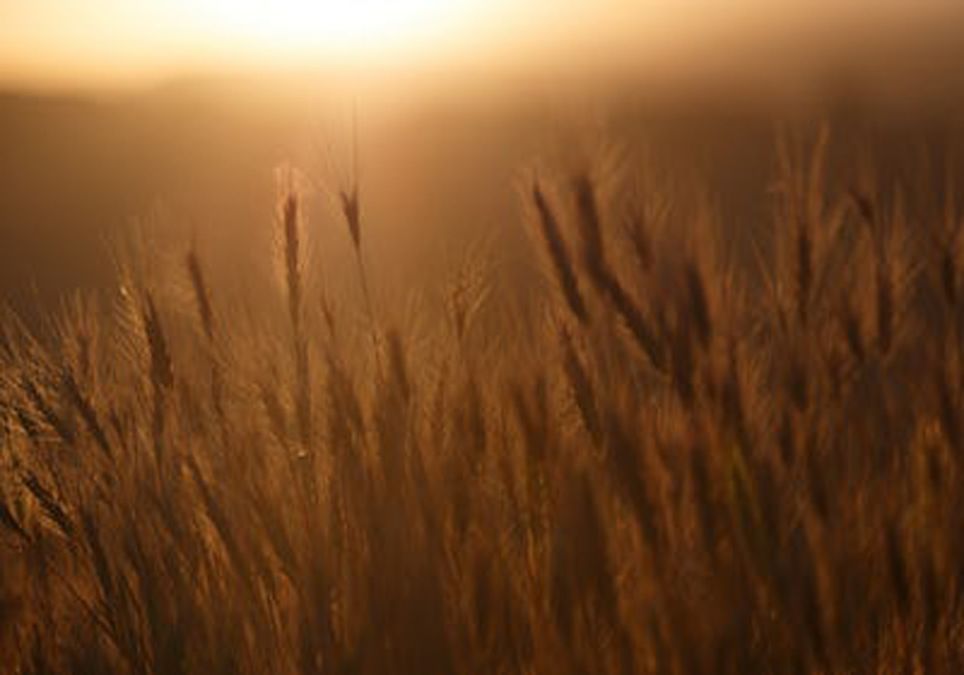 Frío Sol Trigo Frío Sol Trigo