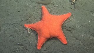 Primeros resultados: qu&eacute; se descubri&oacute; despu&eacute;s de la estrella culona que enganch&oacute; a todo el pa&iacute;s