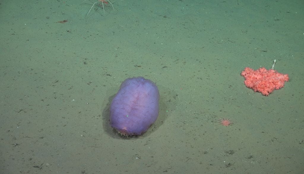 mar del plata Benthothuria sp_1164. (Imagen schmidtocean)