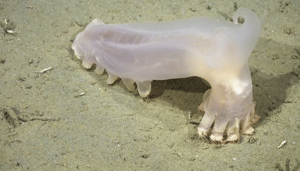 Schmidth Este llamativo holoturoide (pepino de mar) de aguas profundas fue bautizado como "Loki" por sus prominentes apéndices con cuernos, que recuerdan al dios de la mitología nórdica. (Imagen CONICET)