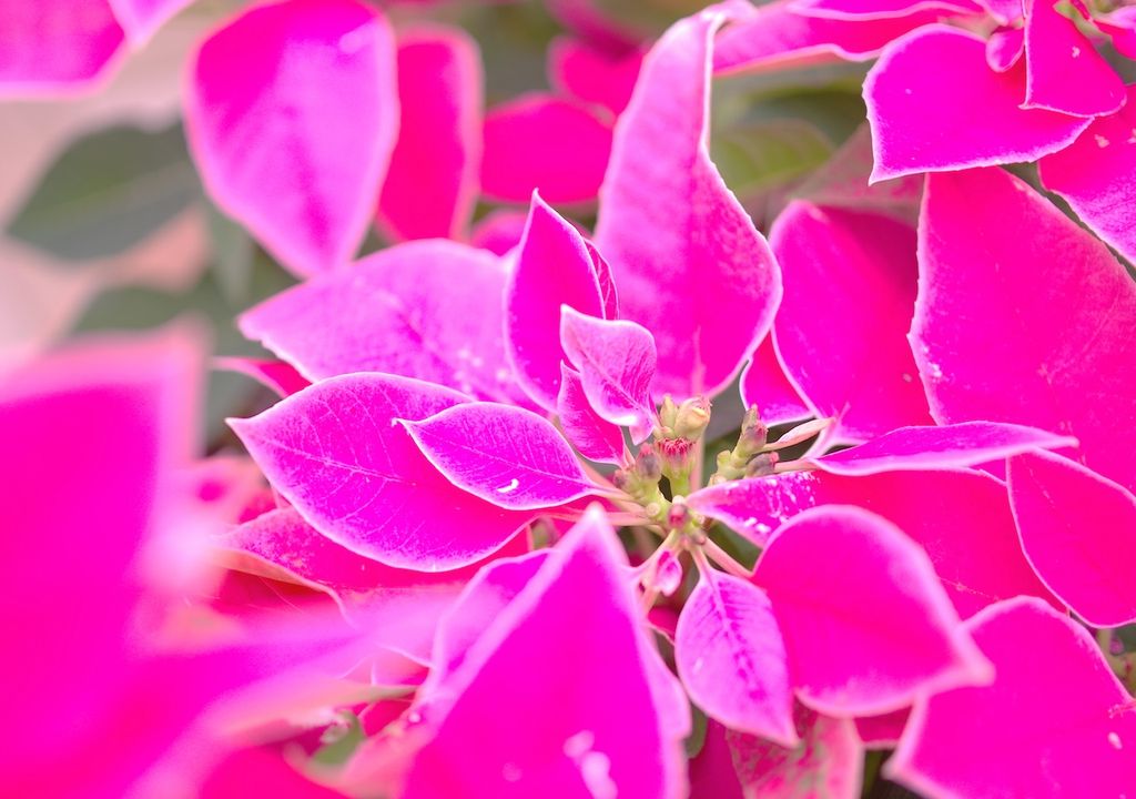 Princettia, Hingucker, Weihnachten