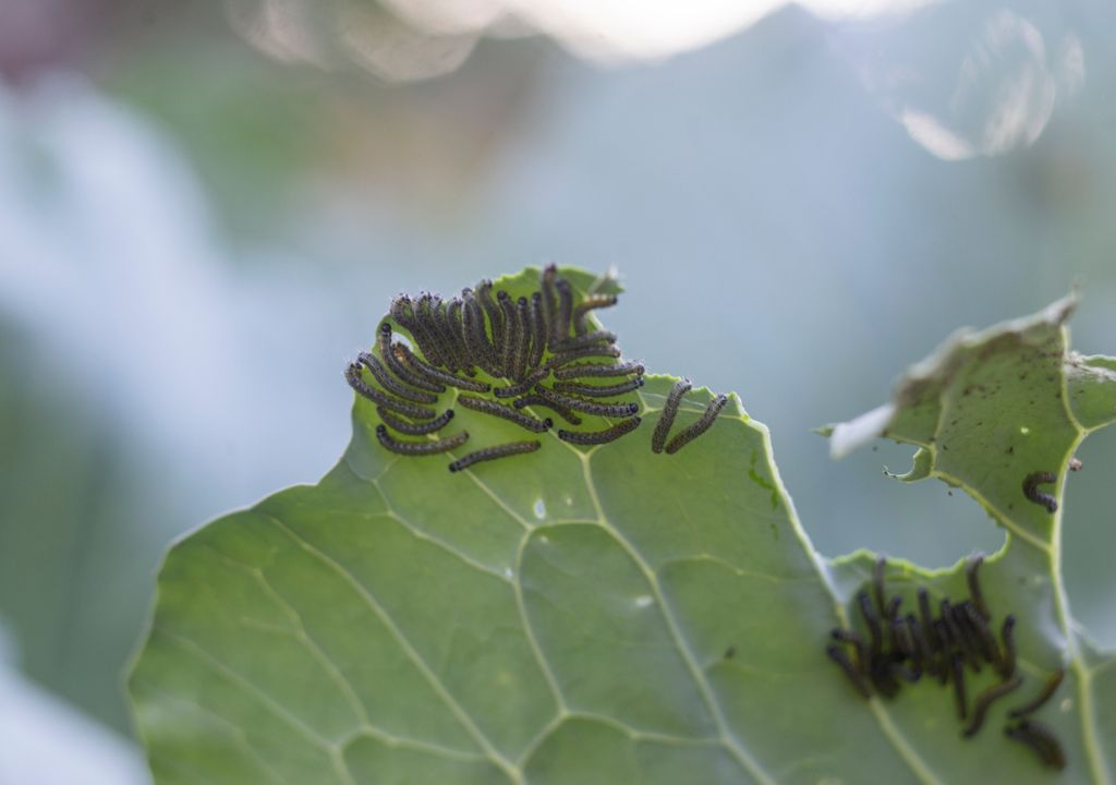 Autumn pests can cause great losses in our garden.