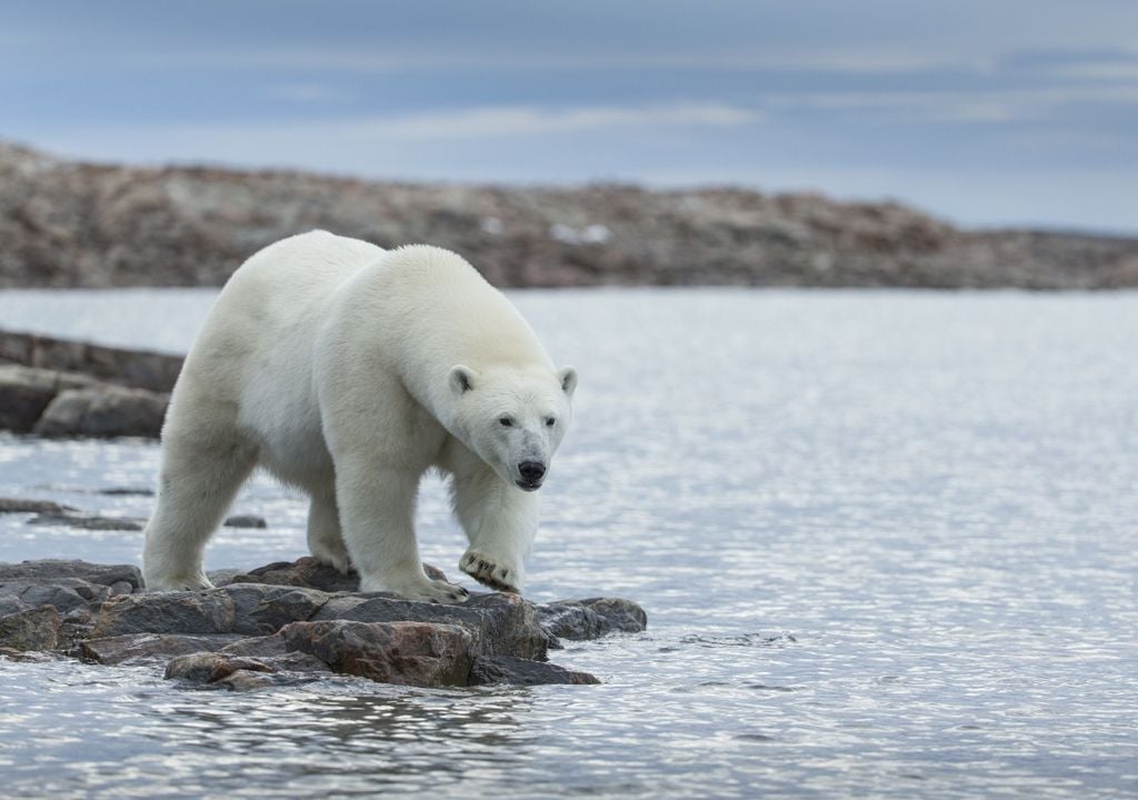 Oso polar cambio climático calentamiento global Oso polar cambio climático calentamiento global