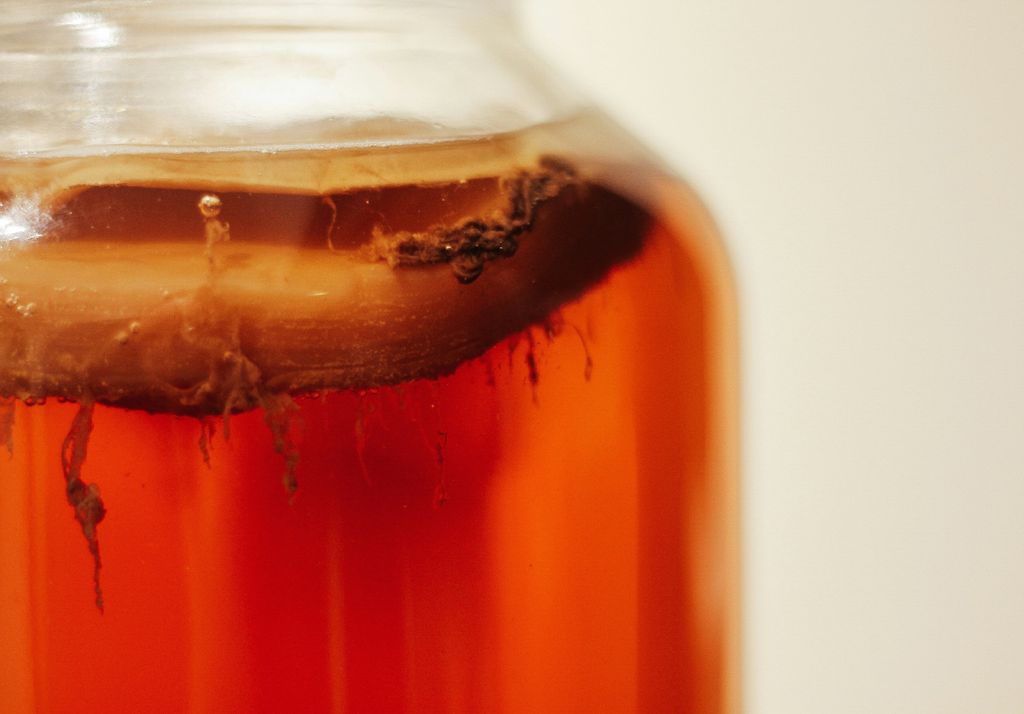 kombucha kombucha