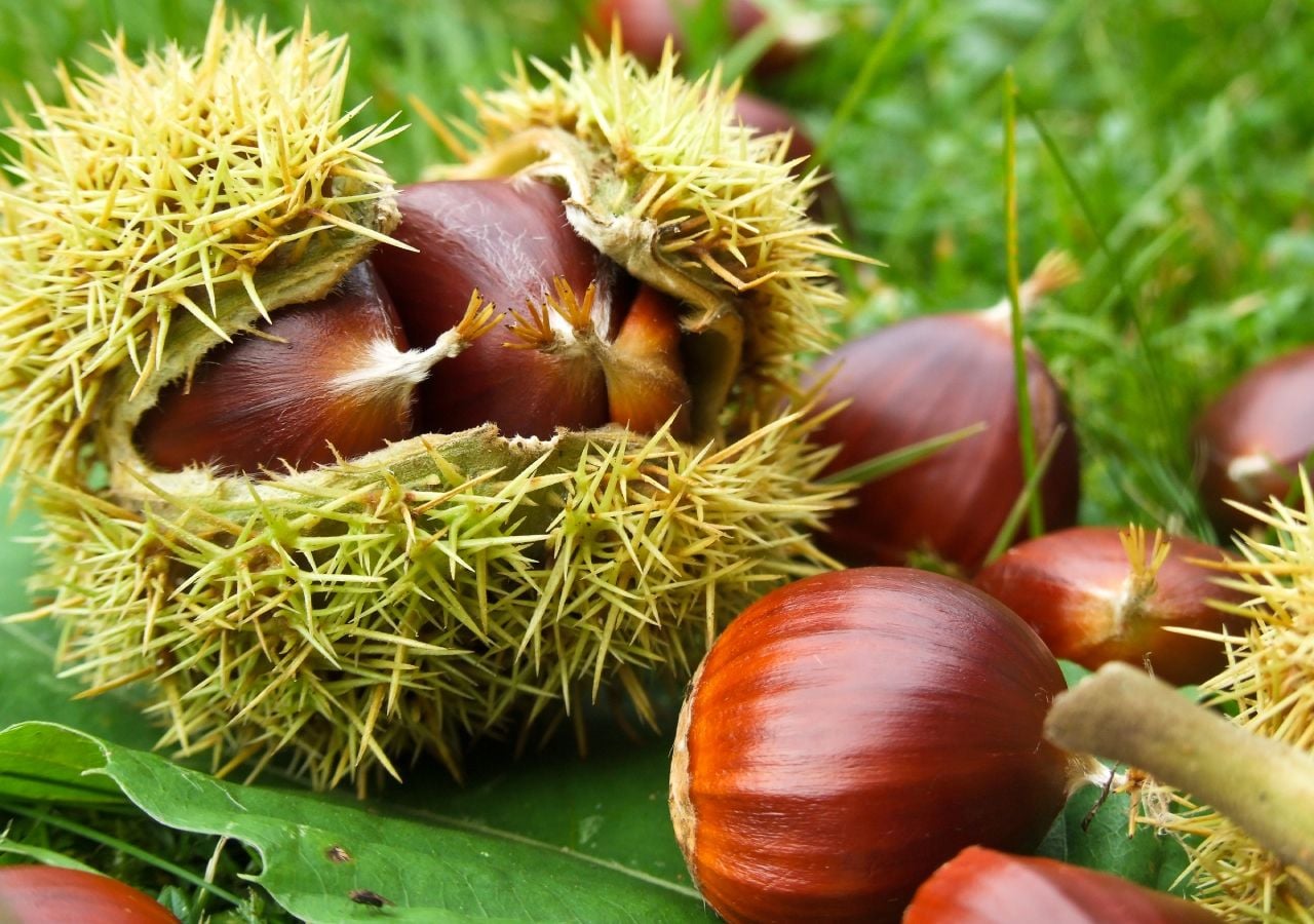 Em Portugal, existem 50 mil hectares de castanheiros. Segundo a Associação Portuguesa da Castanha (RefCast), “a grande massa de castanheiros” está localizada nas Beiras e em Trás-os-Montes.