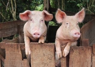 Produção de alimentos para animais na UE com “decréscimo marginal” em 2025. Portugal segue a subir, em contraciclo