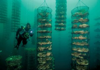 Produção de peixe em aquicultura supera, pela primeira vez, a pesca de captura