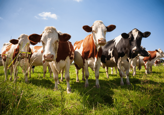 Producción de carne de vacuno dificulta la disminición de gases de efecto invernadero, según estudio