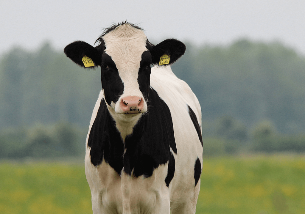Vaca Vaca