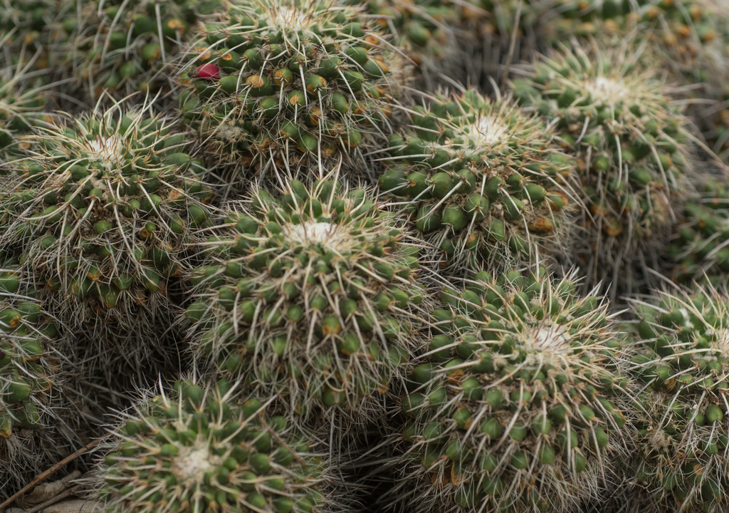 Algunas plantas CAM pueden cambiar temporalmente a fotosíntesis normal si el agua es abundante.