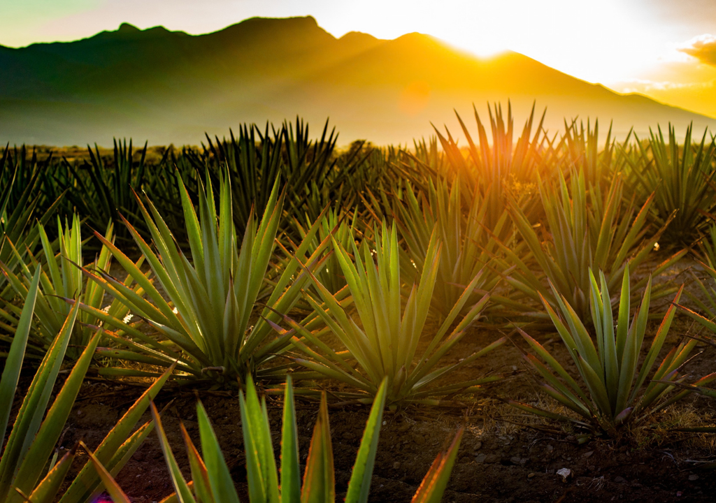 Plantas como los agaves, son un gran ejemplo de cómo este metabolismo les ayuda a resistir largos periodos sin lluvia.