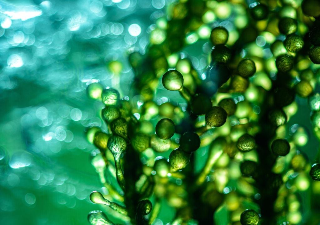Microalghe al microscopio: la loro elevata efficienza fotosintetica e capacità di accumulare lipidi le rende particolarmente interessanti nella filiera dei biocarburanti