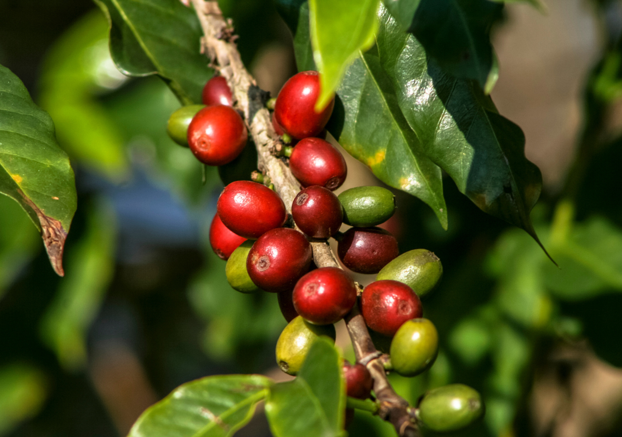 seca-na-primavera-produtores-de-caf-conilon-enfrentam-perdas-na