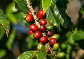 Seca na primavera: produtores de café conilon enfrentam perdas na produtividade no estado do Espírito Santo 