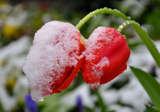 Schon wieder Nachtfrost: Gibt´s nochmal Schnee oder wird´s nun warm?