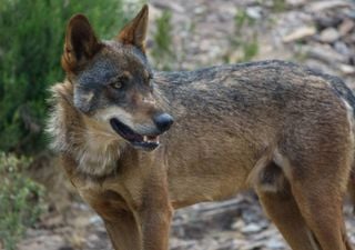 Programa Alcateia duplica indemnizações por prejuízos causados pelo lobo-ibérico. E vai pagar retroativos desde janeiro