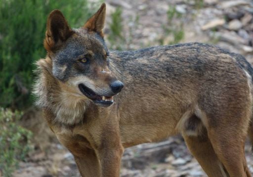 Programa Alcateia duplica indemnizações por prejuízos causados pelo lobo-ibérico. E vai pagar retroativos desde janeiro