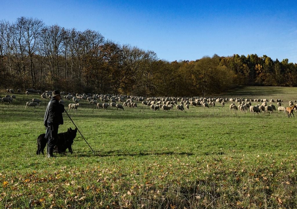 Pastor com o seu cão vigiam o rebanho de ovelhas