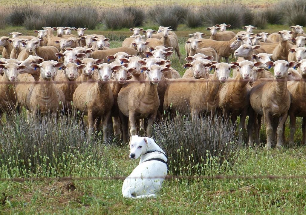 Ovelhas guardadas pelo cão-pastor
