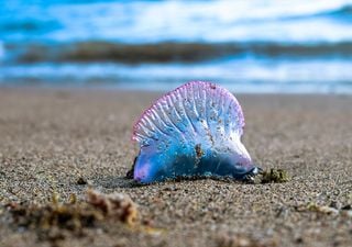 Prohibido bañarse en playas de Coquimbo y Valparaíso por fragata portuguesa