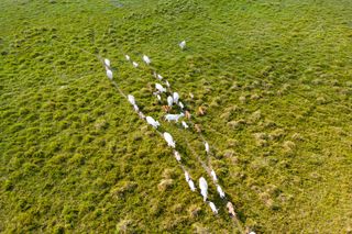 Proibido queimar: por que Mato Grosso do Sul suspendeu as queimadas e o que o produtor pode fazer agora?