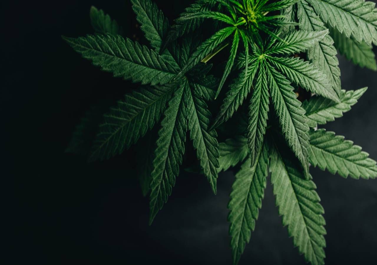 No século XX, o uso da planta canábis nos mais diversos países entrou em declínio, em parte devido à proibição do seu cultivo, mas os avanços científicos sobre as suas propriedades nunca pararam.