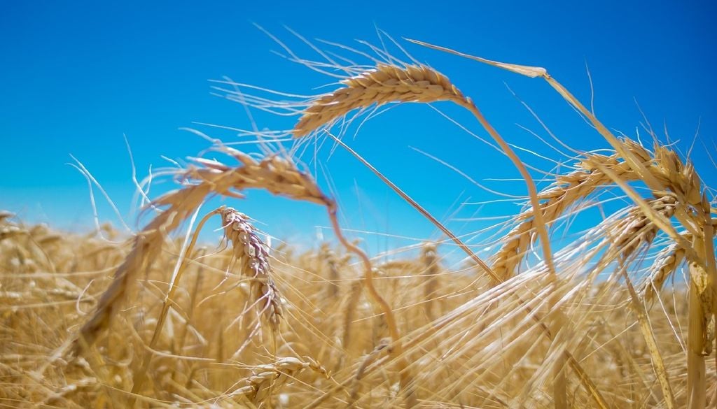 Cereais e gramíneas são culturas de cobertura que ajudam a conservar a humidade do solo. Foto: AntonioFCalado/Pixabay