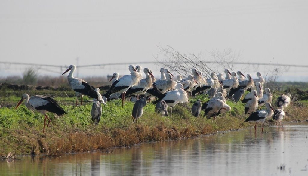 Importante área agrícola, a Lezíria Grande é também um santuário de biodiversidade na Zona de Proteção Especial do Estuário do Tejo. Foto: Município de V.F.Xira