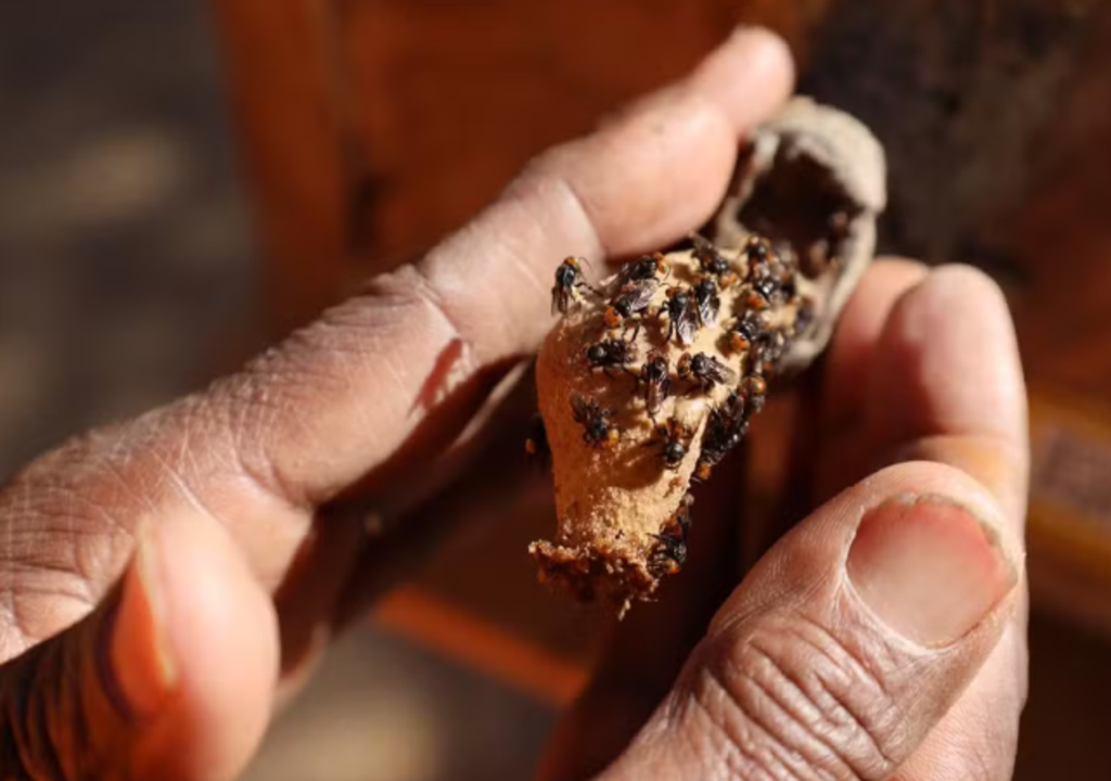Com apoio das abelhas, Niterói aposta em soluções naturais e sustentáveis para regenerar ecossistemas e ampliar áreas verdes.