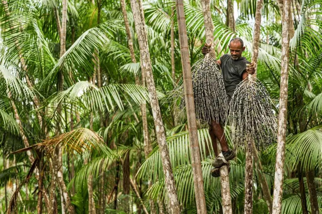 Valter dos Santos Barbosa, conhecido como Coroa, é um dos trabalhadores que fazem a colheita de açaí plantado em sistema de agrofloresta - Foto Marcelo Camargo/Agência Brasil Valter dos Santos Barbosa, conhecido como Coroa, é um dos trabalhadores que fazem a colheita de açaí plantado em sistema de agrofloresta - Foto Marcelo Camargo/Agência Brasil