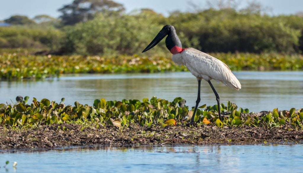 Novas medidas aprovadas pelos deputados federais criam insegurança jurídica e ameaçam as áreas úmidas do Pantanal. Foto: Adobe Stock Novas medidas aprovadas pelos deputados federais criam insegurança jurídica e ameaçam as áreas úmidas do Pantanal. Foto: Adobe Stock