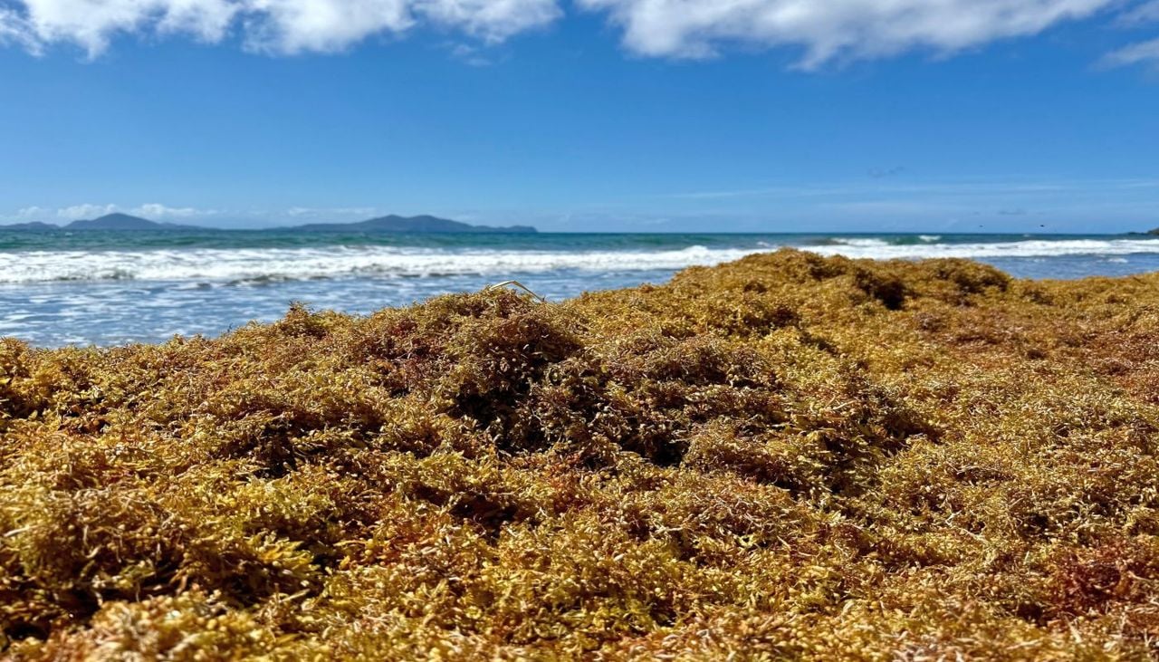 Un montón de algas sargazo de una playa. Foto de NOAA