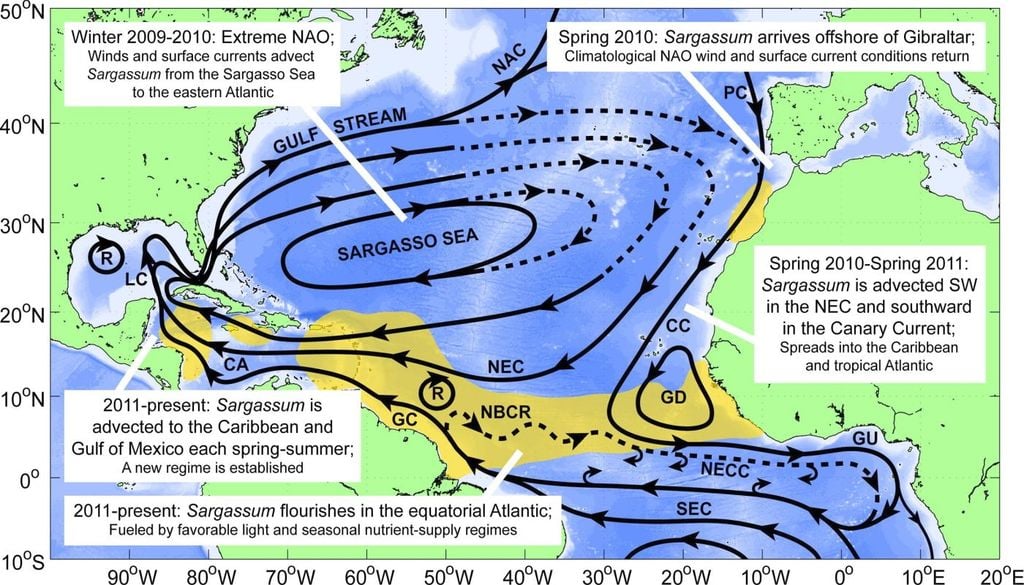 Esquema de la formación y transporte de sargazos, en amarillo, junto con las corrientes oceánicas en el Atlántico. Fuente: NOAA
