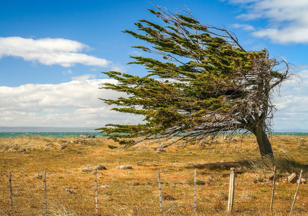 Árbol desviado por el viento; Magallanes; Patagonia