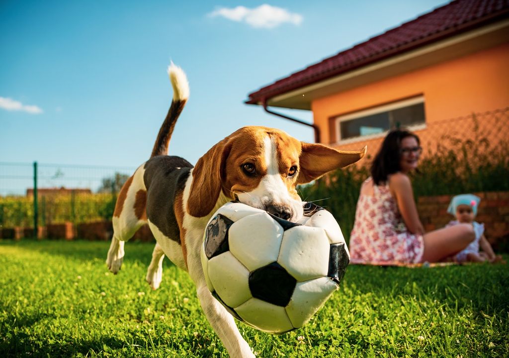 Perro jugando con una pelota; momento en familia Perro jugando con una pelota; momento en familia