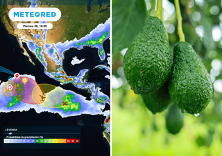 Pronóstico agrometeorológico semanal para México: ciclones del Pacífico ponen presión sobre el aguacate y la tuna