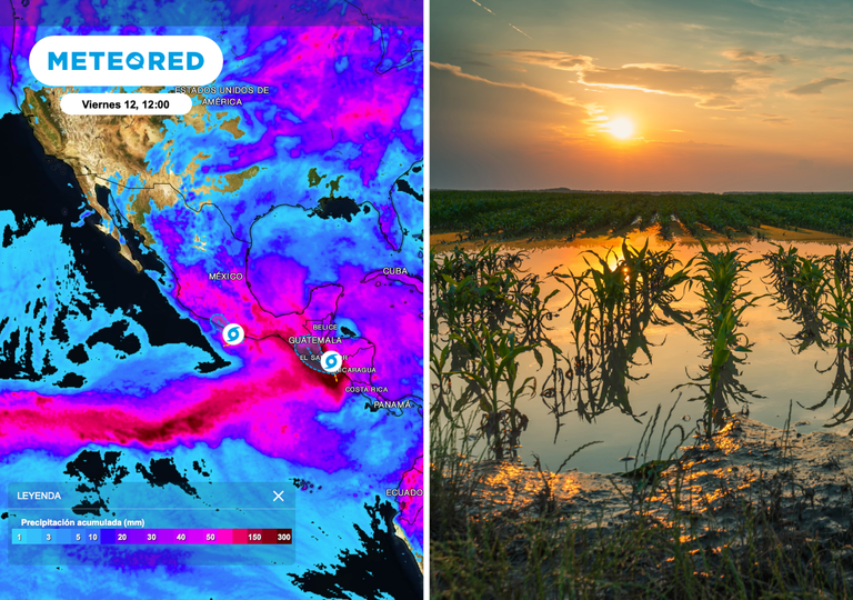 Pron&oacute;stico agrometeorol&oacute;gico semanal para M&eacute;xico: los ciclones y el calor extremo afectan la producci&oacute;n de caf&eacute; y arroz