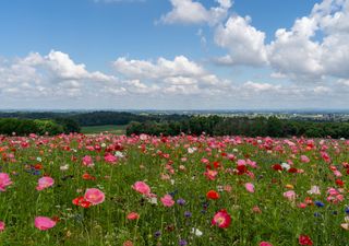 Pronóstico climático: la transición invierno/primavera será cálida y seca, según el Servicio Meteorológico Nacional