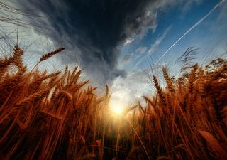 Pronóstico climático: en julio, Argentina podría tener el primer mes con lluvias normales