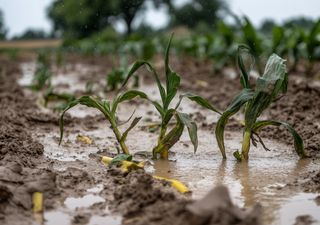 Pronóstico crítico para el agro: lluvias abundantes en el centro y noreste del país, con foco en la región núcleo
