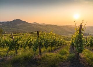 Ce célèbre vin pétillant italien risque-t-il vraiment de disparaître ?