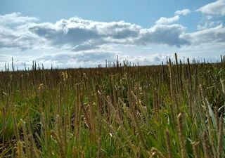 Protecting UK's saltmarshes "vital" to mitigate climate change